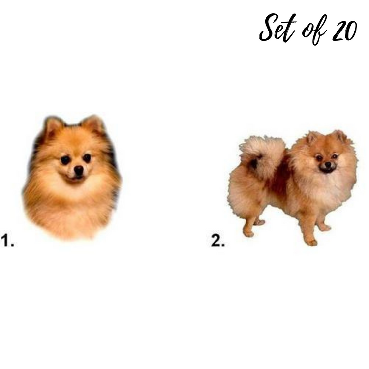 Pomeranian Waterslide Nail Decals
