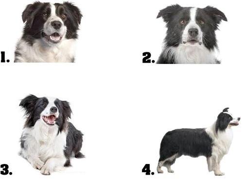 Border Collie Waterslide Nail Decals