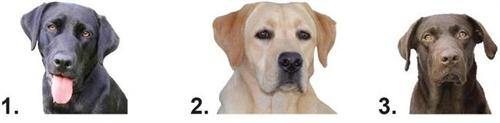 Labrador Retriever Waterslide Nail Decals - Nails Creations