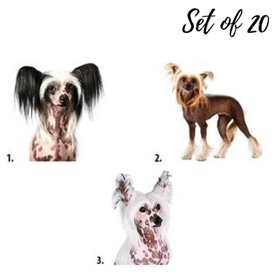 Chinese Crested Hairless Dog Waterslide Nail Decal Stickers Unique Designs for Dog Lovers