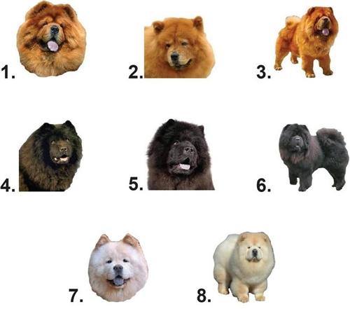 Chow Chow Waterslide Nail Decals